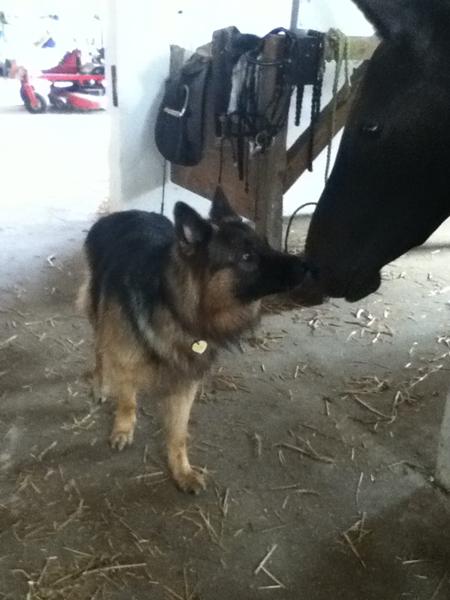 Sjovt med hunden eller et billed?