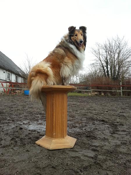 Søger lege og trick til min hund