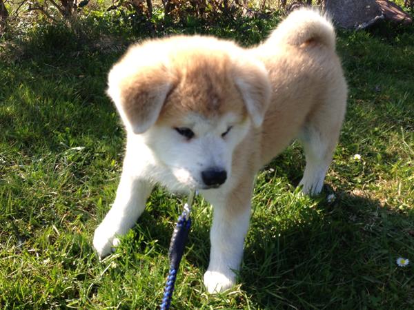 navn til min nye akita inu 