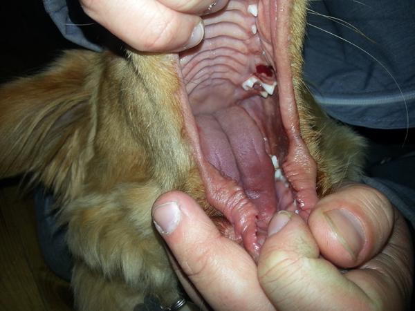 Hjælp tak. Tab af mælketænder!