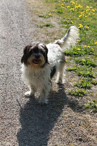 Vis jeres blandingshund