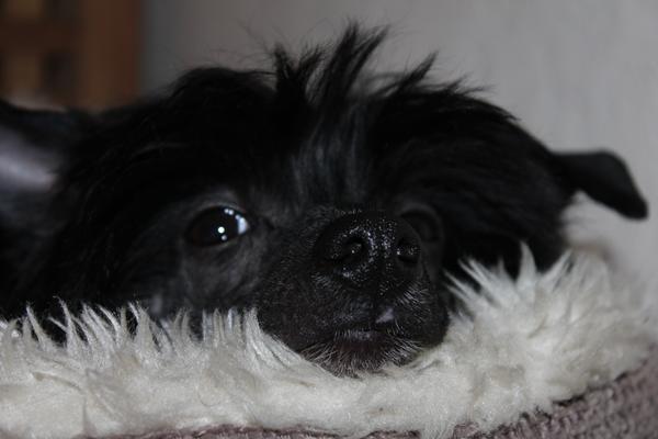 En hund til 10.000 kr. er dyr……