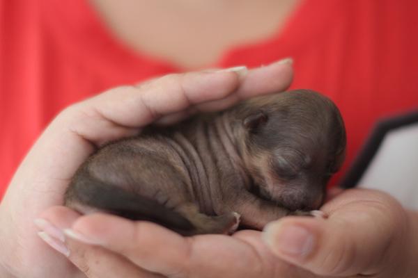 Ihhh bliver snart hundemor igen :)