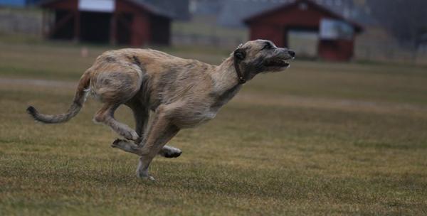 Lure Coursing