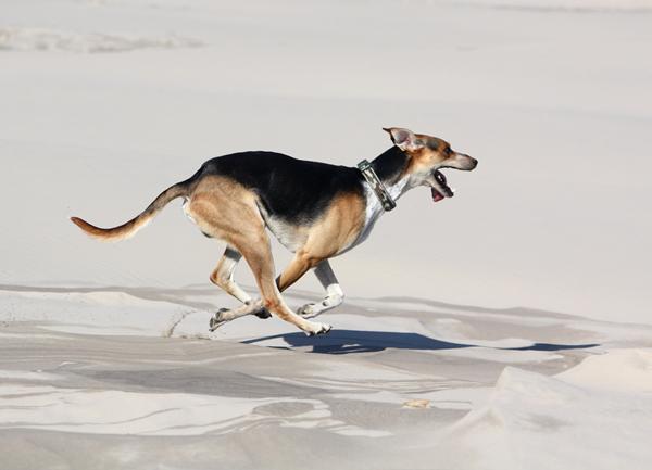 Hunde i løb - dobbeltsvævende galop 