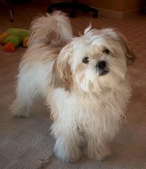 Mal-Shih :D(Boomer)!`?