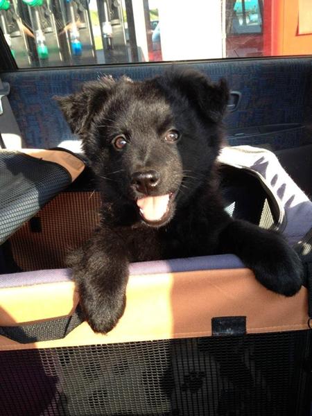 Endelig kom den nye hvalp hjem :D 