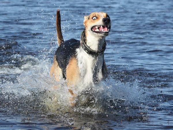Aftentråd - Grimme/søde/sjove/smukke hunde - billeder