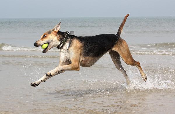 Tilskud til MEGET aktiv hund?