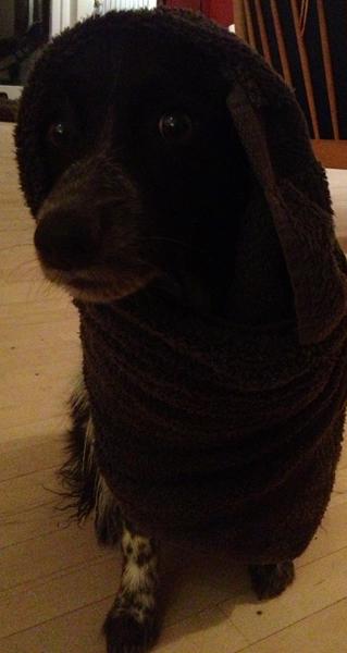 Våd hund...