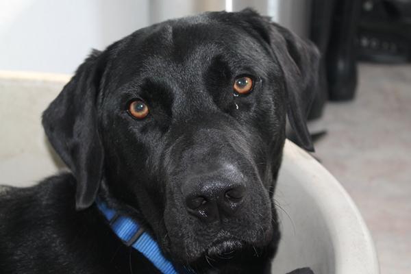 Hund er "bange" for madskål!
