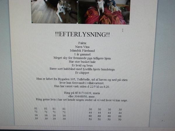 Efterlysning fra FB af Islandsk fårehund