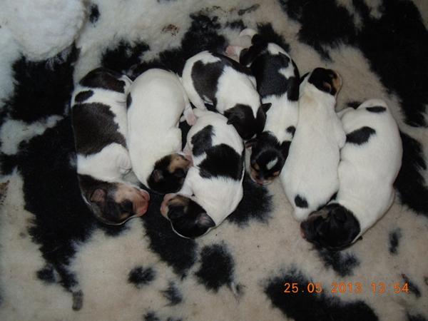Billeder af Bianca's E-kuld - 2 dage gamle