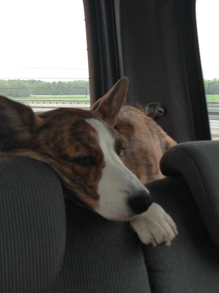 Whuhuu frikendt for slidgigt