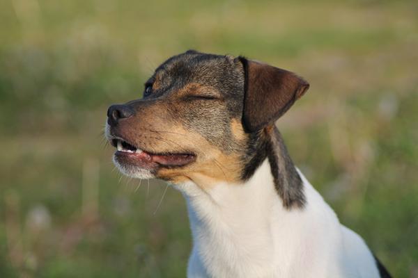 Uhf, en lækker hanhund ;)