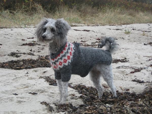 Skal DIN hund være model for islændske sweatre ?? 