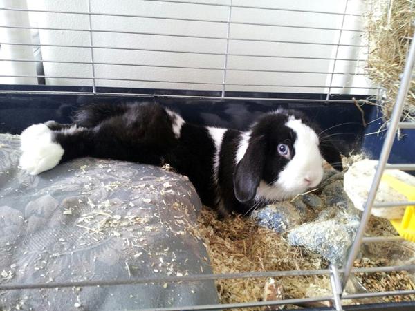 Efterlysning GØRDING!!