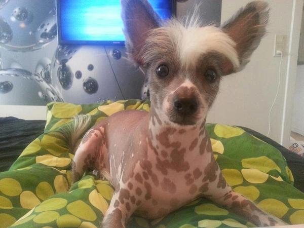 Vis mig jeres Chinese Crested ;)