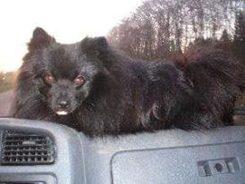 hvilken hunde race er det her?