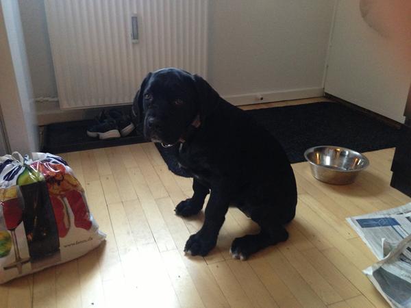 nogen der har erfaring med Cane Corso?