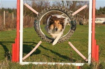 Agility - spring igennem ring