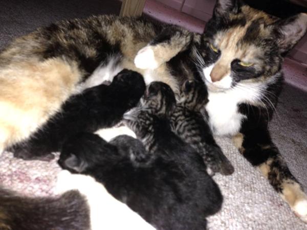 Og der kom killinger