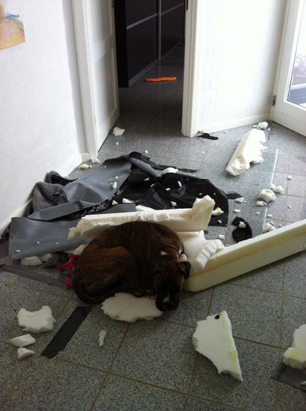 Se lige her hvad mine hunde kan..