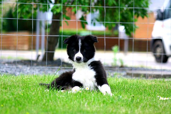 Søger legekammerater/socialisering