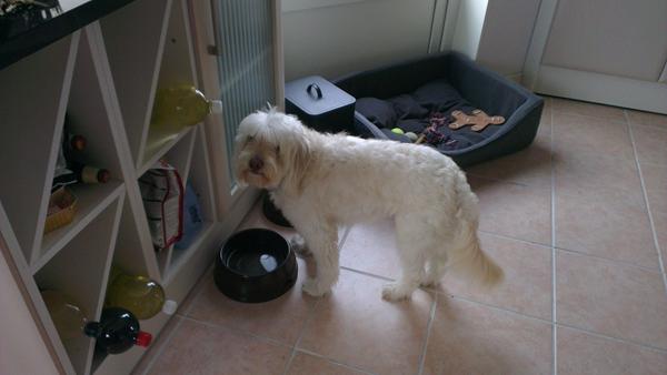 Min dejlige hund er større end forældrene ;-)