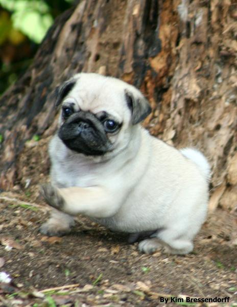 en god udstillings line ??  lille hund mops