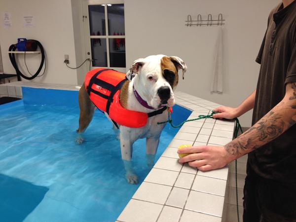 Søger søskende til min afdøde hund. :-)