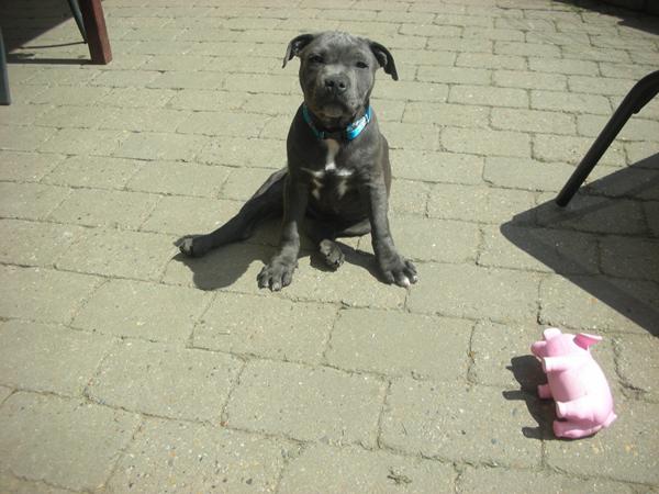 Endelig kom Iron til Danmark (sbt)