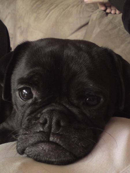 Gammel mops