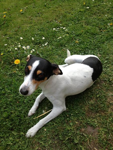 Kan ikke lide andre hunde??