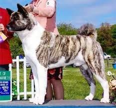 Ynglings hunde"farve"