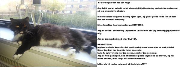 Kat forsvundet i Svendborg