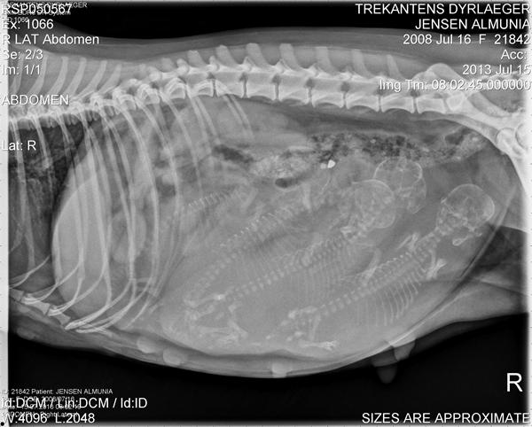 røntgen billede af de kommende vapsere