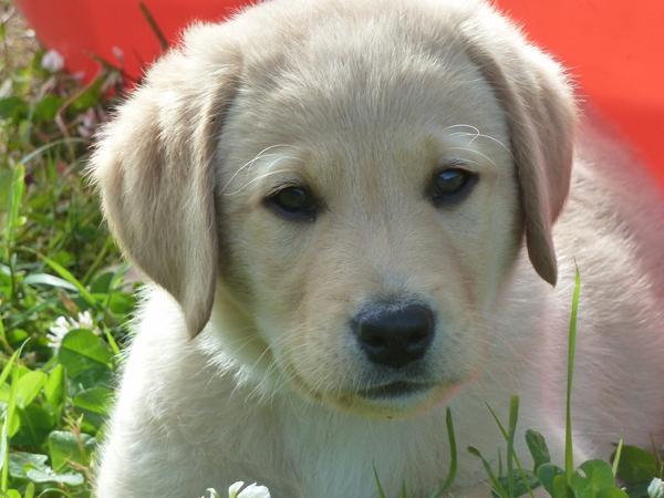 Jeg vil stolt præsentere min nye hund: