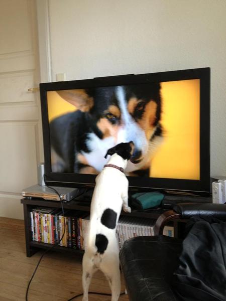 når hunden ser tv