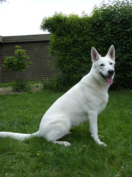 Hvor mang km går i med jeres hund