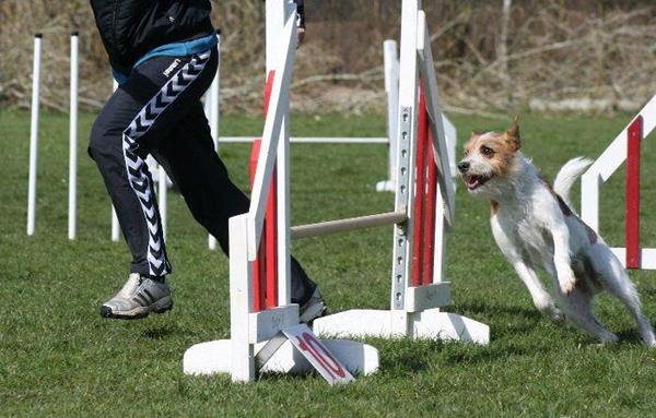 Mål på agility-spring DcH