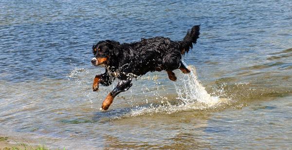 kan din hund FLYVE? (billeder)