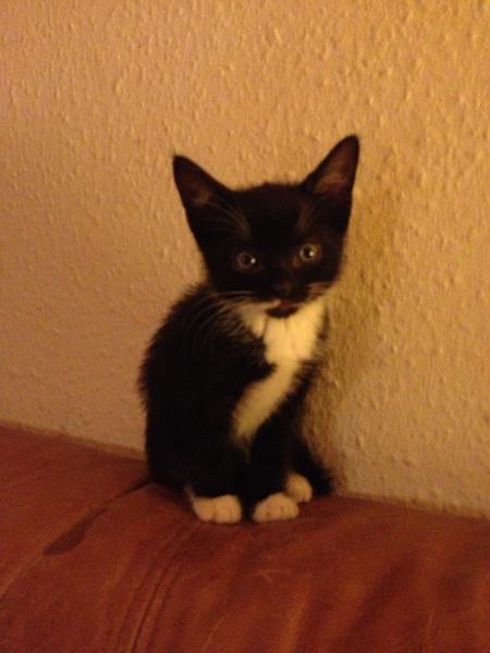 BORTLØBEN KILLING *HORSENS*