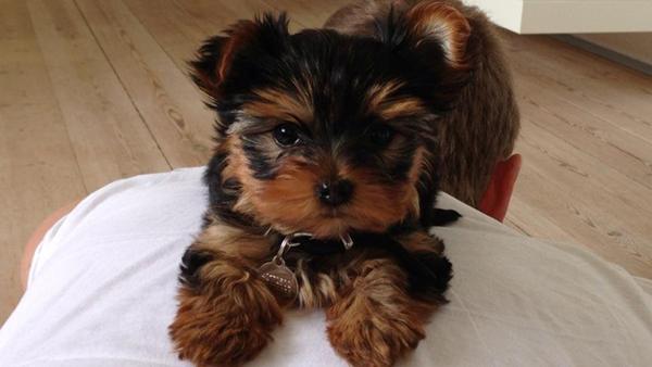 Luftning af min lille yorkie - Randers NV