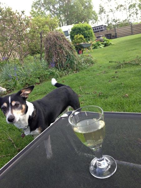 Far hund til hvalpe.