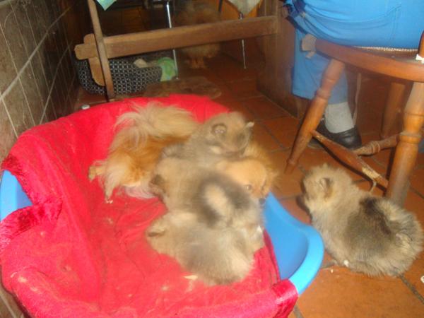 oprettelse af sine hvalpe.....