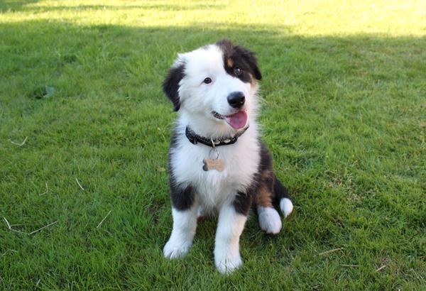 FCI standard Australian Shepherd