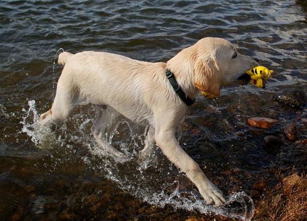 apport med klikker træning