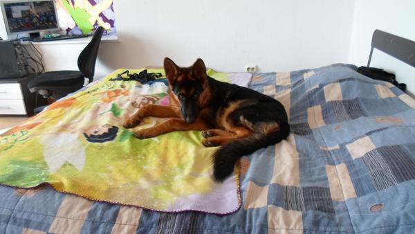 Ledt hjælp Rex har tøn skide 