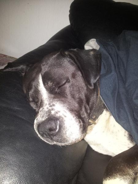 min hund bider sig på ryggen 
